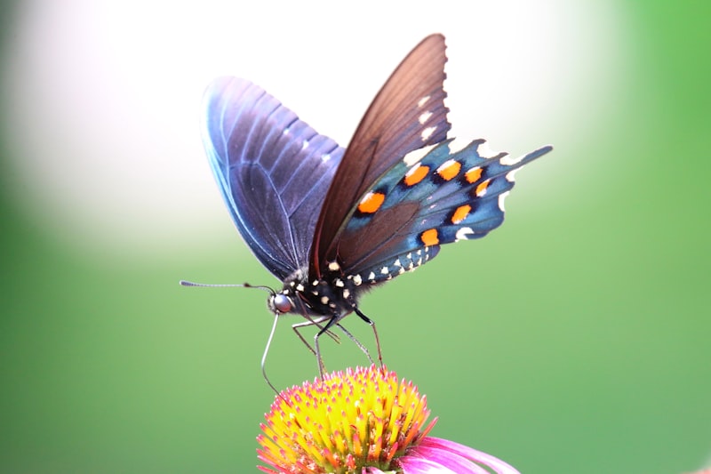 Biological Dimorphism: Why Opposites Attract and Differ