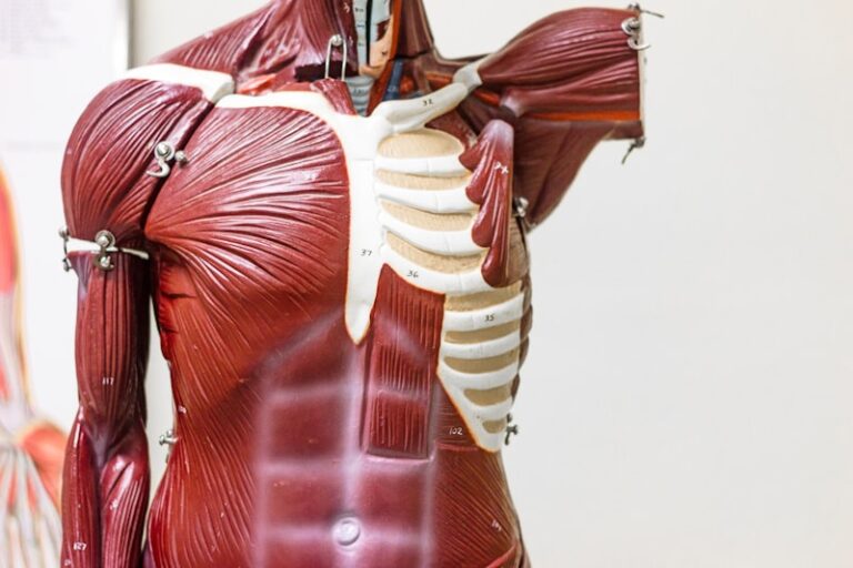 Muscle Spindles: How Your Body Senses Its Own Movement