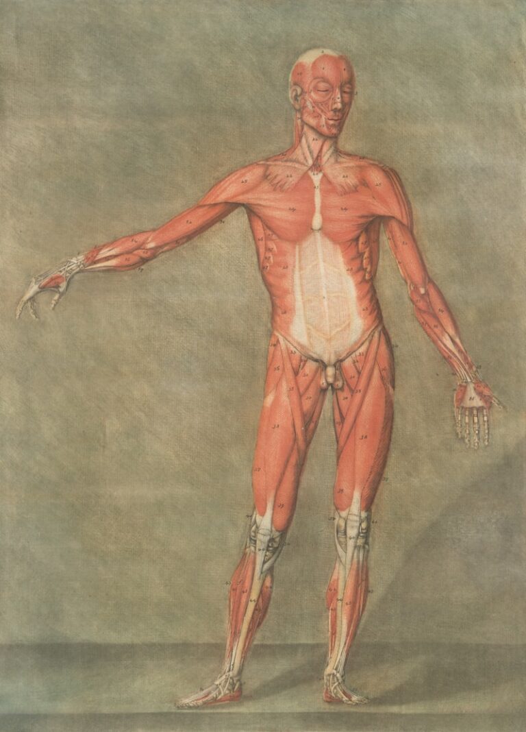 Physiological Needs: The Foundation of Human Well-being