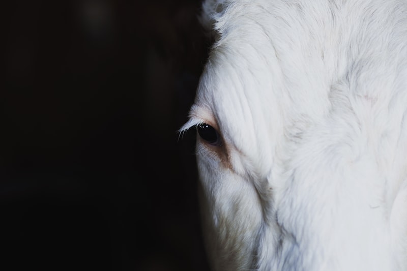 Selective Breeding: Why Humans Project Identity onto Animals