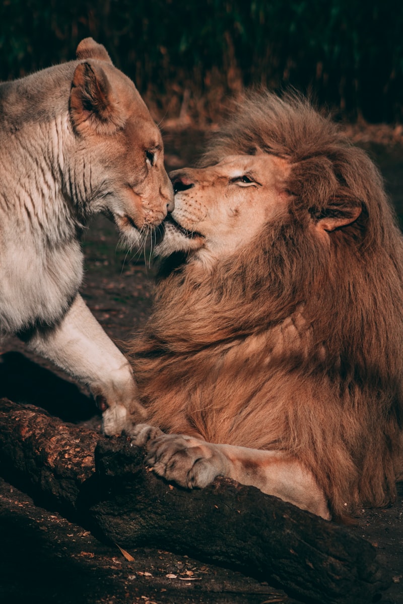 Animal Courtship: The Psychology of Attraction