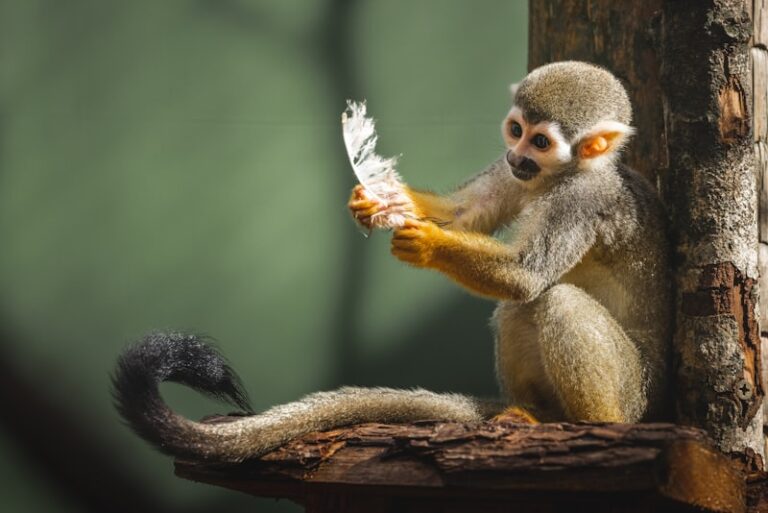 Animal Play: Why Creatures Need Fun to Thrive