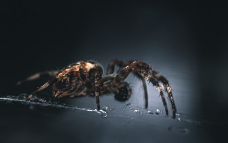 Arachnophobia: Why We Fear the Eight-Legged Crawlers