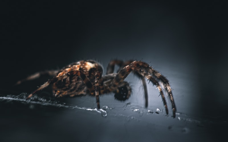 Arachnophobia: Why We Fear the Eight-Legged Crawlers