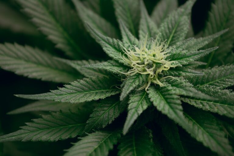Cannabis: Unlocking the Mind’s Complex Chemical Map