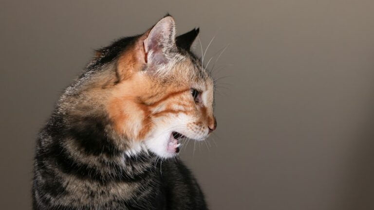 Catatonic Excitement: Understanding Severe Motor Agitation