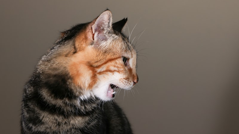 Catatonic Excitement: Understanding Severe Motor Agitation