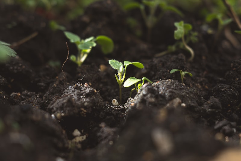 Cognitive Modeling: Optimize Soil for Peak Productivity