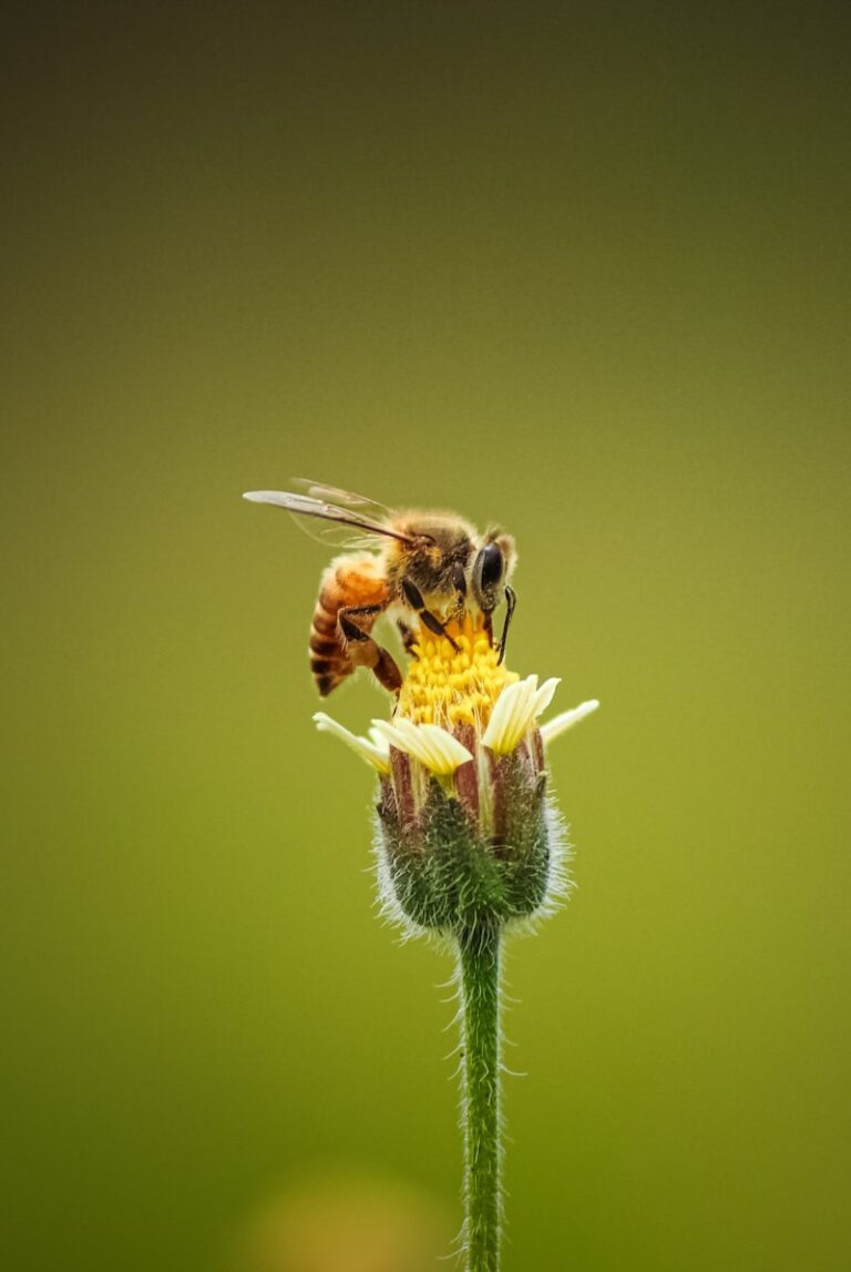 Collective Intelligence: The Hidden Language of Bees
