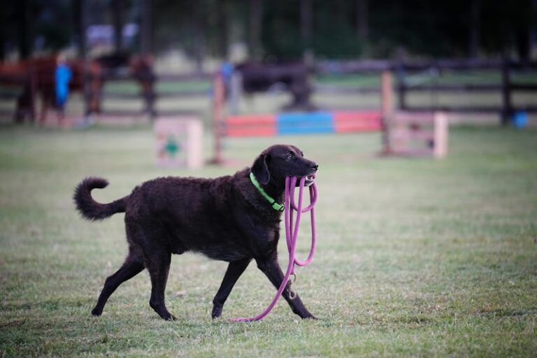 Conditioned Reinforcement: Shaping Behavior Through Association