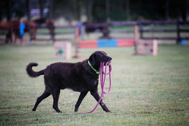 Conditioned Reinforcement: Shaping Behavior Through Association