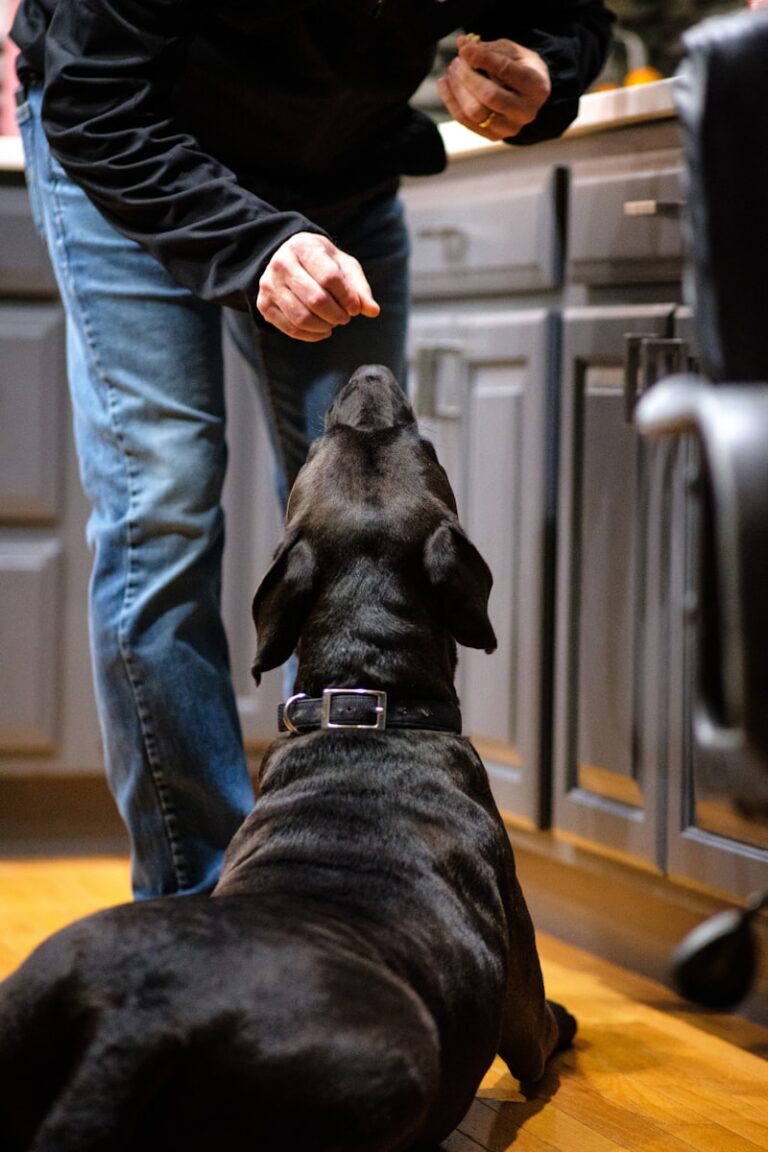 DRH Schedule: Mastering Rapid Behavioral Reinforcement