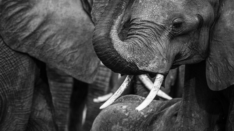 Ethograms: Decoding the Language of Animal Behavior
