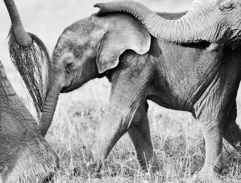 Ethology: Unlocking the Secrets of Animal Behavior