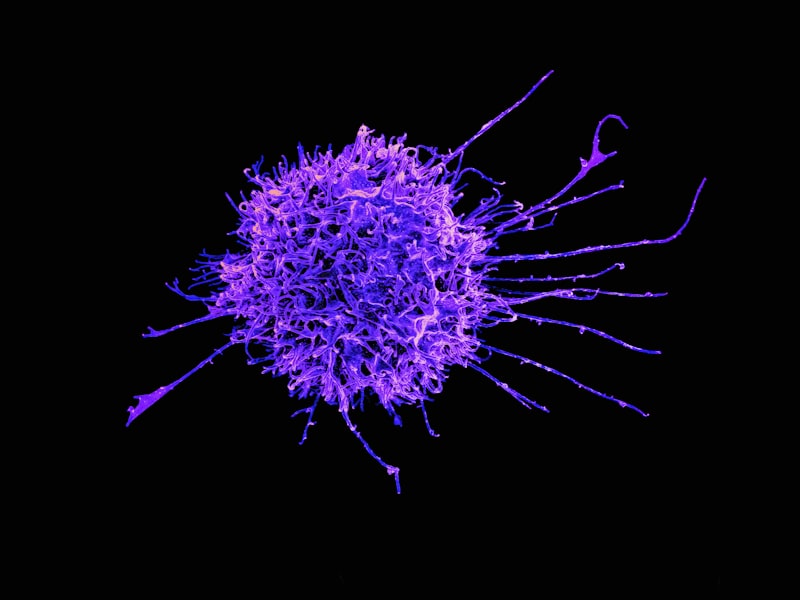 Immunosuppression: The Psychology of Immune Regulation