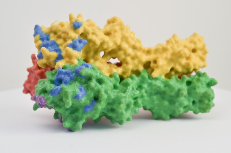 Megalencephaly: Understanding the STXBP1 Mutation