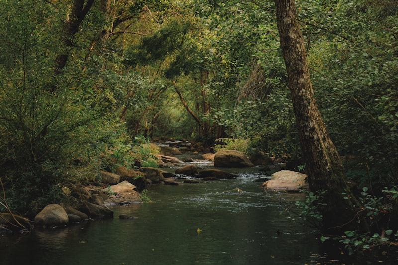 Naturalistic Environments: Realism in Psychological Research