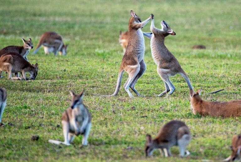 Orthokinesis: How Movement Shapes Animal Behavior
