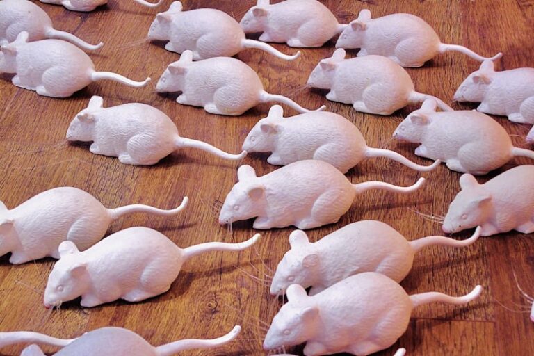 Passive Avoidance: Assessing Memory in Rodent Models