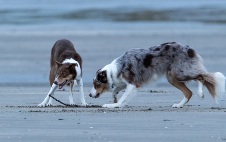 Retrieving Behavior: Understanding Instinct and Reward