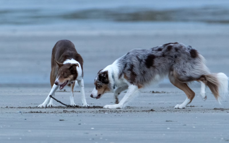 Retrieving Behavior: Understanding Instinct and Reward