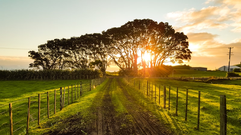 Rural Psychology: How Nature Shapes Your Mental Well-being