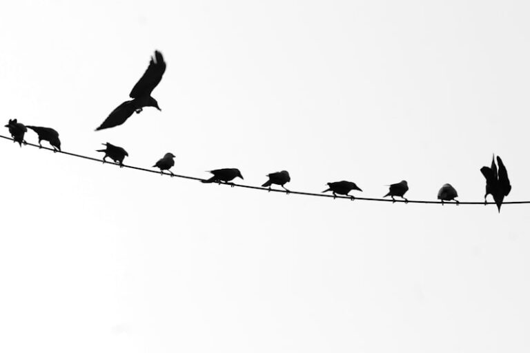 Social Hierarchy: Decoding Power Dynamics in Nature