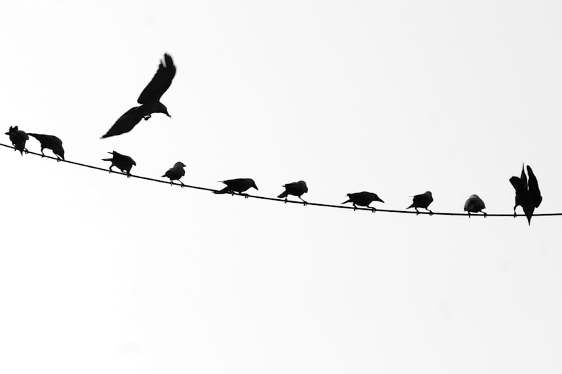 Social Hierarchy: Decoding Power Dynamics in Nature