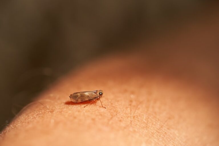 Acarophobia: Understanding Your Fear of Tiny Parasites