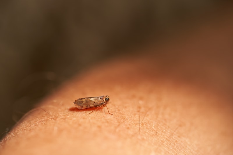 Acarophobia: Understanding Your Fear of Tiny Parasites