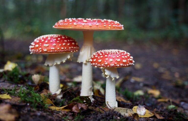 Amanita Muscaria: Decoding the Psyche of Mythic Fungi