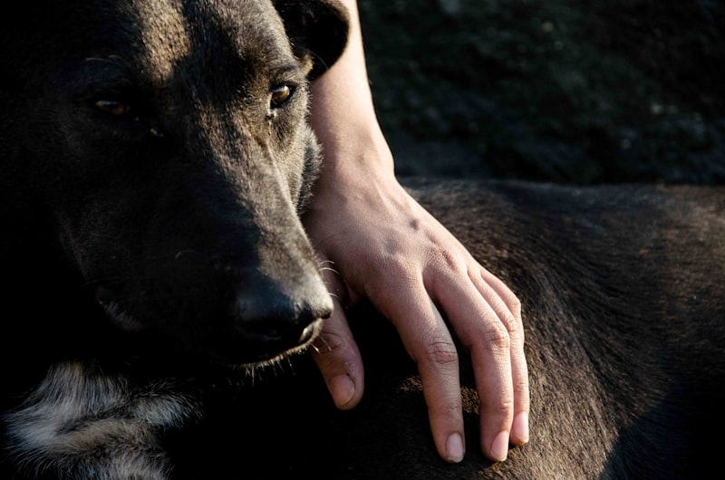 Animal-Assisted Therapy: Healing Through the Human-Animal Bond