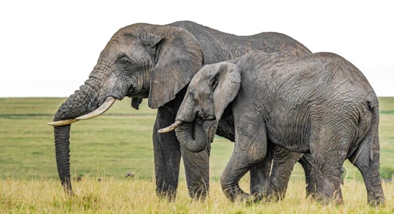 Animal Cooperation: The Evolutionary Secret to Survival