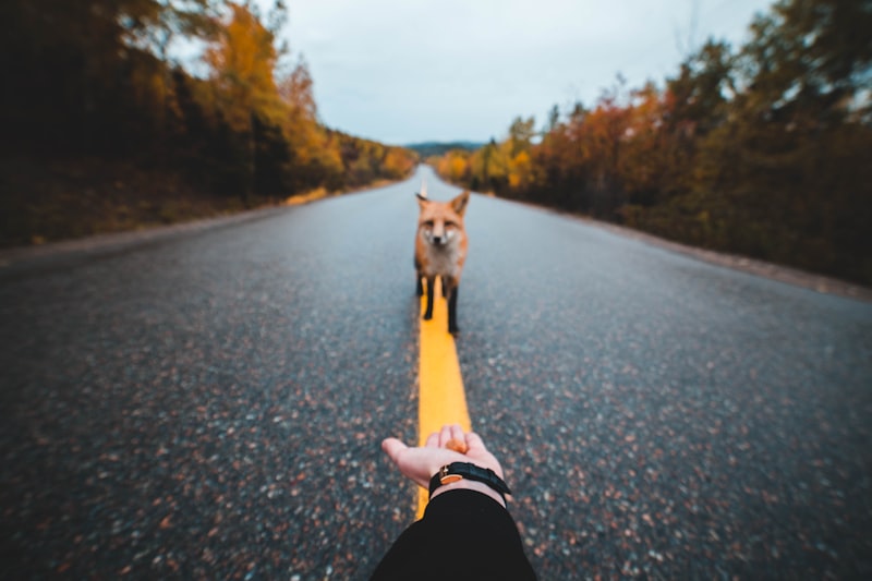 Animal Homing: The Psychology of Finding Your Way Home