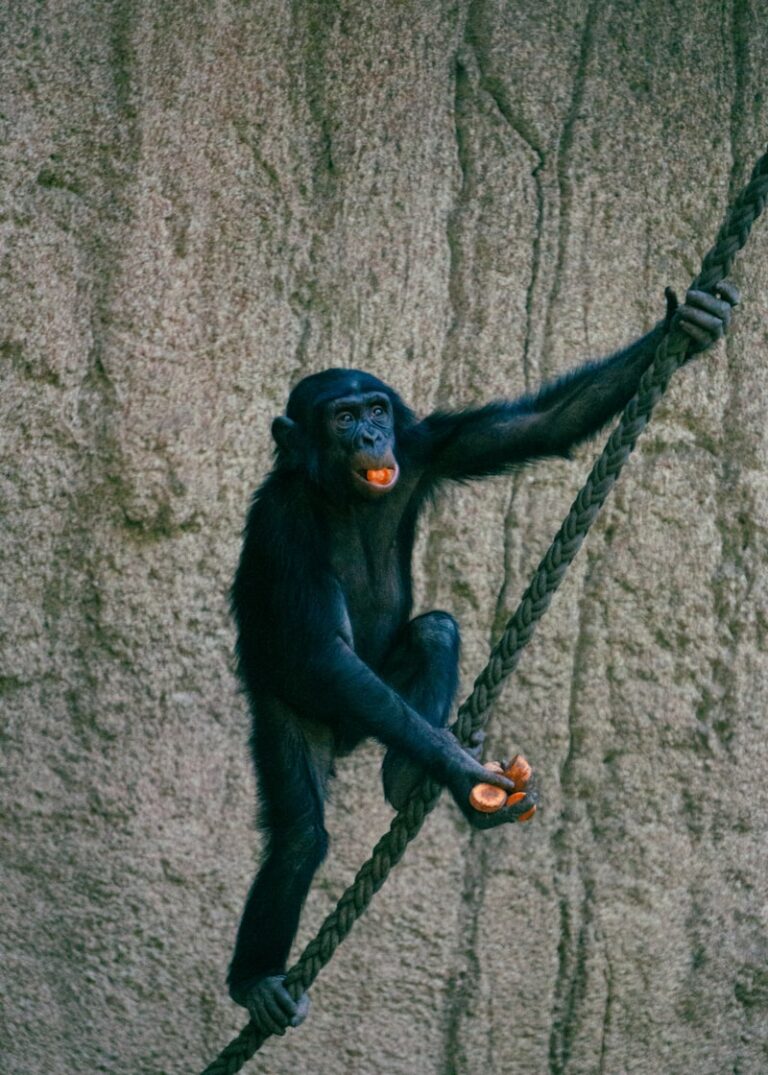 Animal Learning: Unlocking the Secrets of Behavior