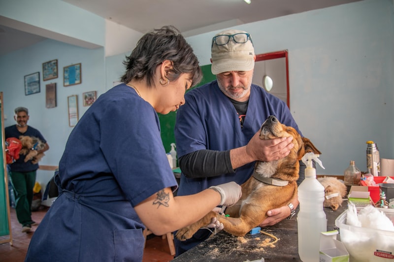 Animal Sterilization: The Psychology of Responsible Care
