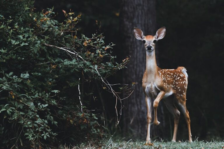 Animal Tool Use: Nature’s Hidden Intelligence