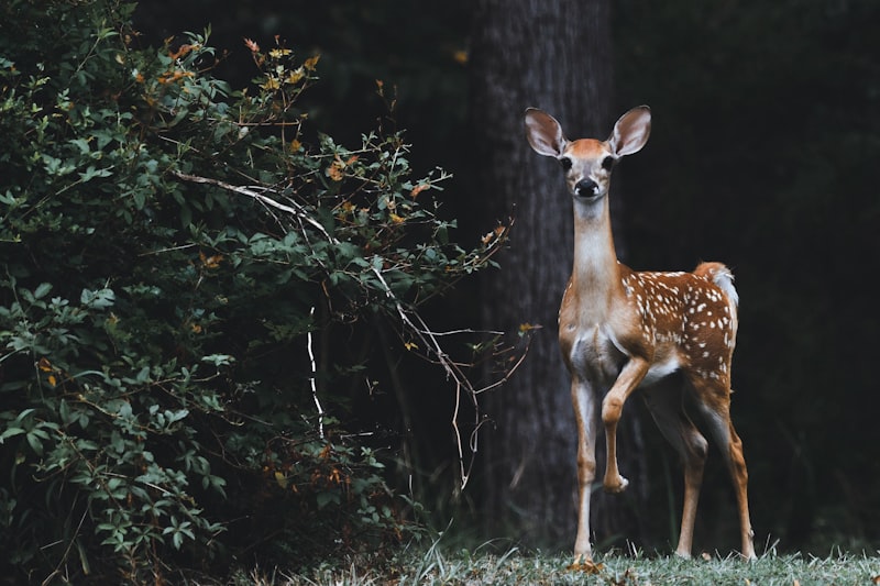 Animal Tool Use: Nature’s Hidden Intelligence