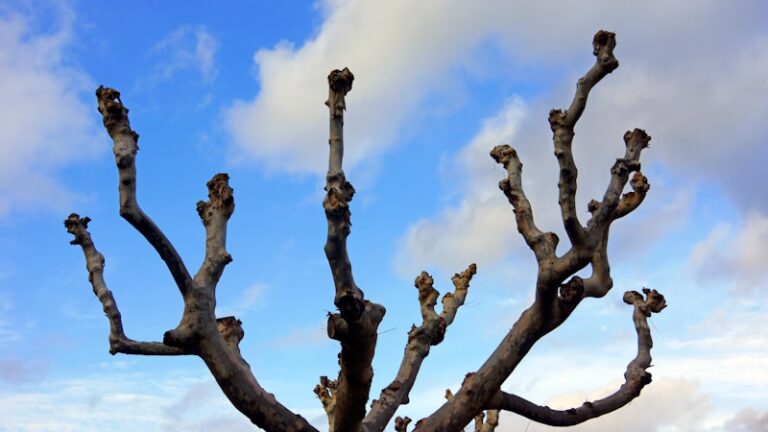 Apoptosis: How Pruning Shapes the Developing Mind