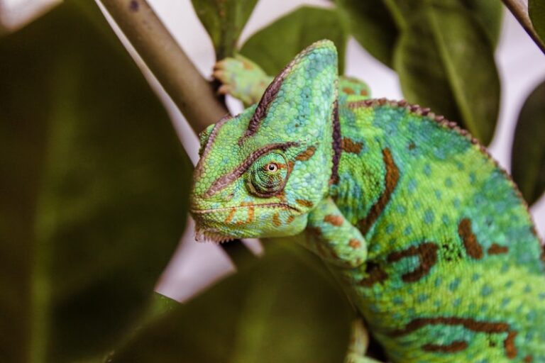 Behavioral Mimicry: The Chameleon Effect in Social Ties
