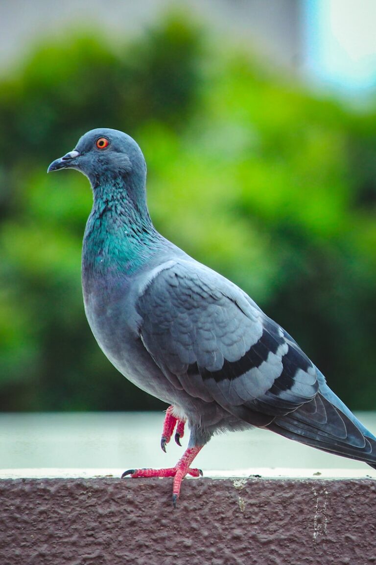 Body Image: Beyond the Pigeon Chest