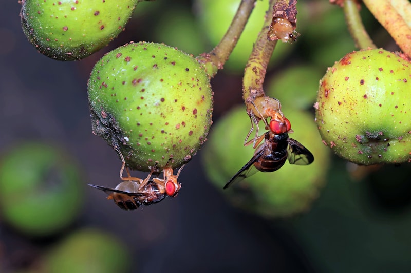 Drosophila Psychology: What Fruit Flies Reveal About Us