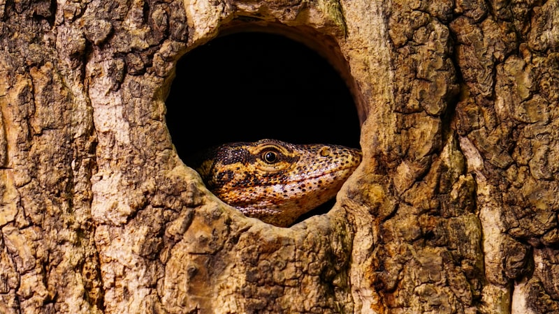 Evolutionary Psychology: The Hidden Science of Sneak Mating