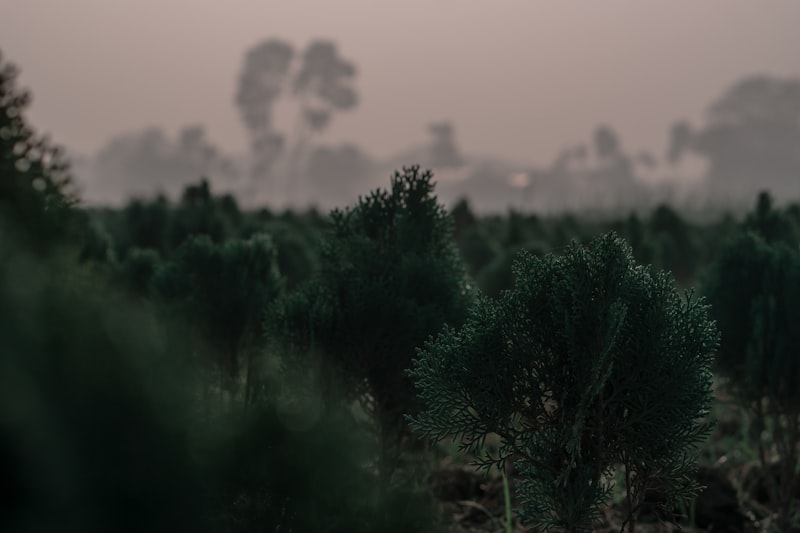 Local-Global Processing: Seeing the Forest and the Trees