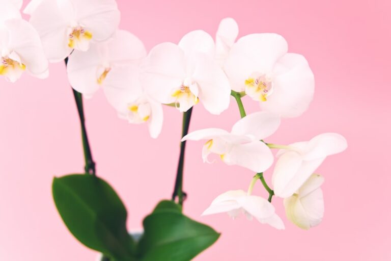 Microorchidism: The Hidden Link to Hormonal Health