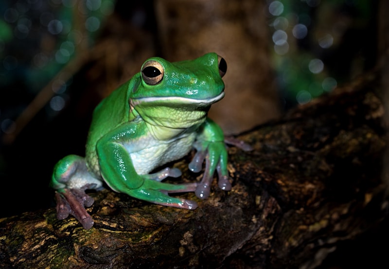 Neurophysiology: How Leopard Frogs Reveal Human Cognition