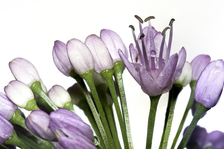 Olfactory Perception: Unlocking the Power of Allium Scents