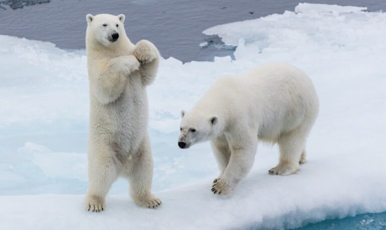 Polar Opposites: Decoding the Extremes of Human Behavior