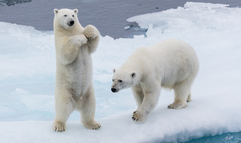 Polar Opposites: Decoding the Extremes of Human Behavior