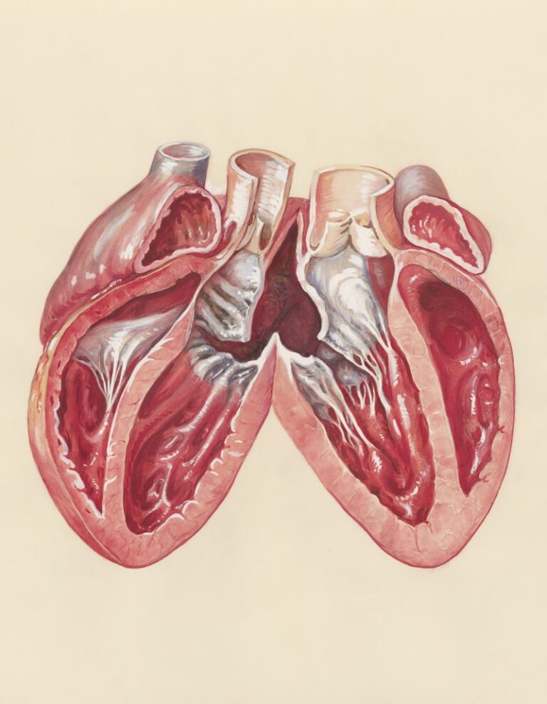 Psychosomatic Heart: The Mind-Body Connection to Inflammation